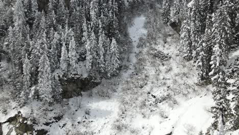 Verschneiter-Wald-Im-Berg