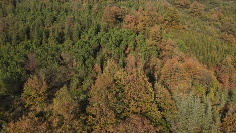 Wälder-Im-Herbst