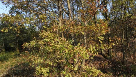 Deciduous-Tree-In-Autumn