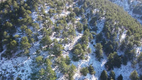 Schneedecke-Wald