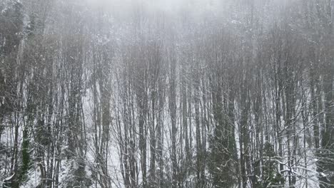 Foggy-Snowy-Forest