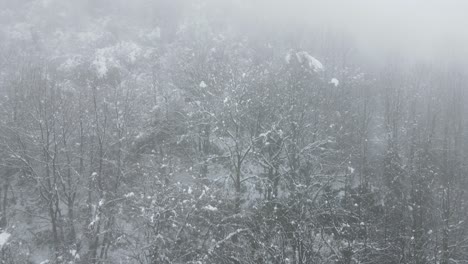 Snowy-Misty-Forest