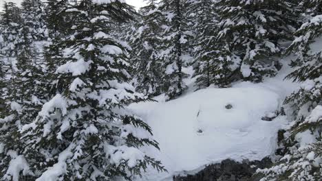Snowy-Pine-Forest