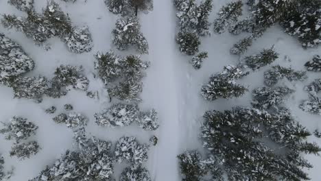 Winter-Of-Tree-Overhead-View