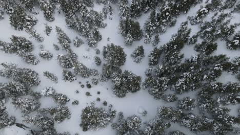 Drohnenansicht-Des-Verschneiten-Waldes