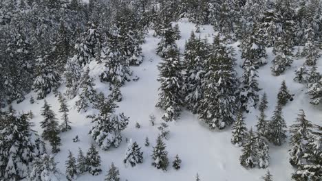 Panoramablick-Auf-Den-Schneebedeckten-Wald