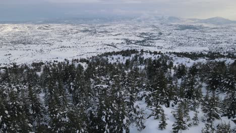 Panoramic-Winter-Of-Forest