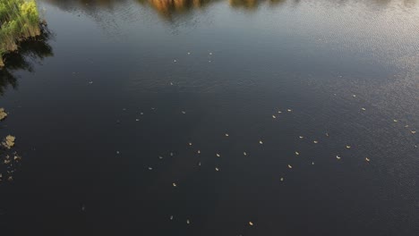 Reeds-Lake-Drone-Wonderful-Bird