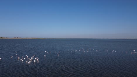 Flock-of-Flamingo-Overhead-View