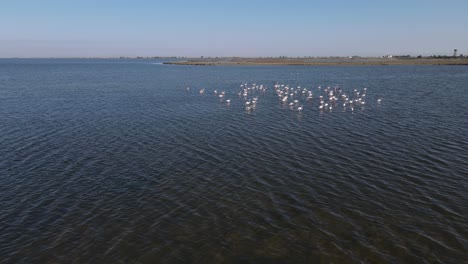 Flamingos-Fliegender-See