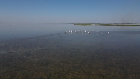 Flamingos-Fliegen-Im-See