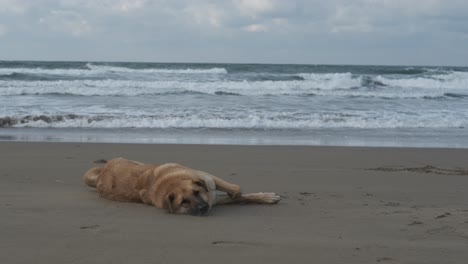 Dog-Spending-in-Beach