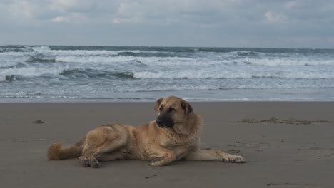 Dog-Ocean-Beach