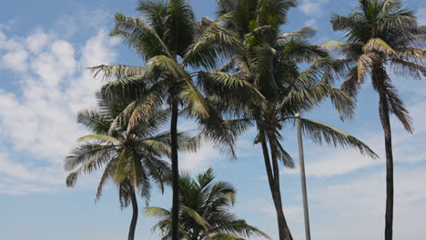 Blick-Auf-Palmen-Vor-Blauem-Himmel-In-Der-Nähe-Von-Bandra-Fort-Mumbai,-Indien-1