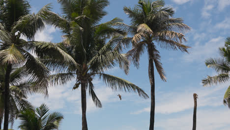 Blick-Auf-Palmen-Vor-Blauem-Himmel-In-Der-Nähe-Von-Bandra-Fort-Mumbai,-Indien-2