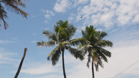 Blick-Auf-Palmen-Vor-Blauem-Himmel-In-Der-Nähe-Von-Bandra-Fort-Mumbai,-Indien-3