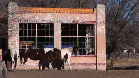 Medium-shot-of-horses-standing-outside-an-abandoned-building