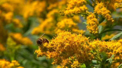 Eine-Biene-Erntet-Pollen-Von-Einer-Pflanze-In-Der-Nähe-Eines-Ländlichen-Sees-Im-Zentrum-Von-Vermont