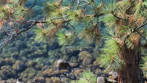 Wasser-Im-Lake-Tahoe-Wellt-Sich-über-Felsen-In-Der-Nähe-Der-Äste-Eines-Baumes-In-Den-Bergen-Der-Sierra-Nevada