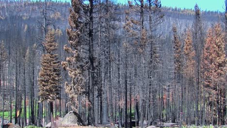 A-fire-burned-forest-with-trees-cut-down
