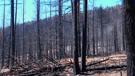 Ein-Feuer-Verbrannter-Wald-Mit-Gefällten-Bäumen-2