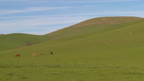Grüne-Felder-Rollen-Bis-Zum-Horizont-Vor-Einem-Tiefblauen-Himmel-Mit-Pferden,-Die-In-Der-Ferne-Grasen