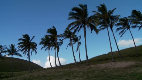 Pan-across-rows-of-palms-blowing-in-the-wind-on-a-South-Sea-island