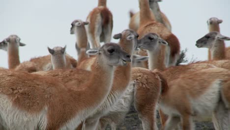 Guanacos-cluster-together-for-warmth-in-the-Andes-mountains-Patagonia-Torres-Del-Paine