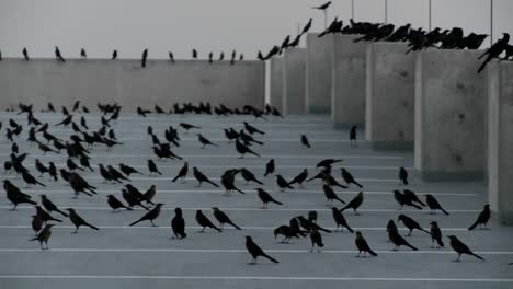 Pan-A-Través-De-Muchos-Pájaros-Negros-Sentados-En-Una-Estructura-De-Estacionamiento-En-Una-Escena-Que-Recuerda-A-Alfred-Hitchcock