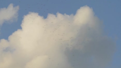 Vogelschwärme-Fliegen-Gegen-Gewitterwolken