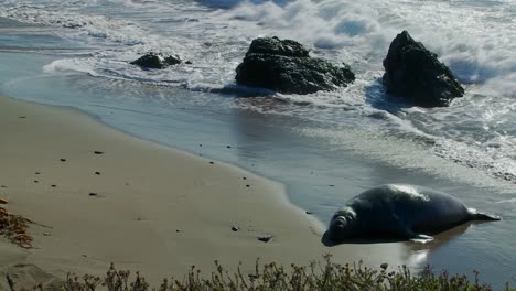An-elephant-seal-lies-in-the-surf