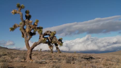Zeitraffer-Von-Wolken,-Die-Sich-Hinter-Yucca-Bäumen-Bewegen