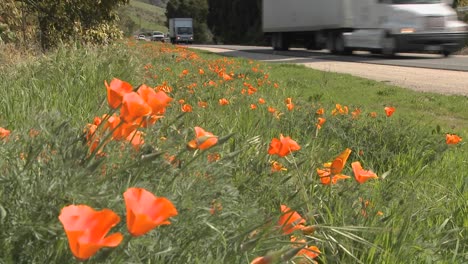 TRucks-and-cars-pass-on-a-California-poppy-lined-highway
