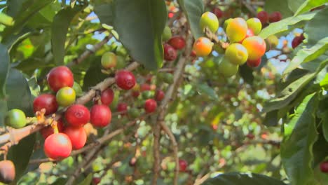 Coffee-beans-grow-on-a-coffee-plantation-in-the-tropics