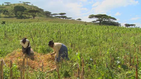 Two-women-work-in-the-fields-on-a-farm-in-Africa-2
