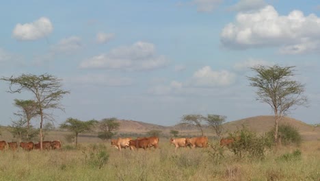 A-Masai-woman-with-a-parasol-walks-under-the-hot-African-sun-in-Kenya-or-Tanzania