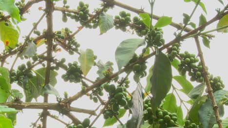 Low-angle-shot-across-coffee-berries-growing-in-a-tropical-location
