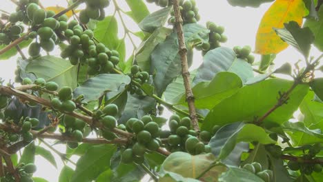 Low-angle-panning-shot-across-coffee-berries-growing-in-a-tropical-location