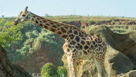 Giraffe-02