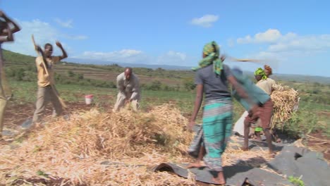 Ein-Kreis-Von-Männern-Dreschen-Weizen-Auf-Einer-Farm-In-Afrika-1