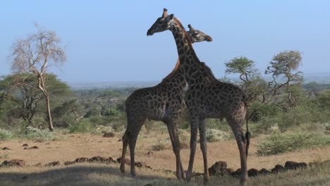 Giraffen-Streiten-Und-Kämpfen-In-Einem-Paarungsverhalten-1