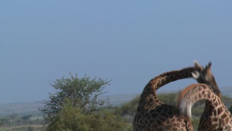 Giraffen-Streiten-Und-Kämpfen-In-Einem-Paarungsverhalten-2