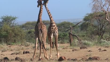 Giraffen-Streiten-Und-Kämpfen-In-Einem-Paarungsverhalten-3
