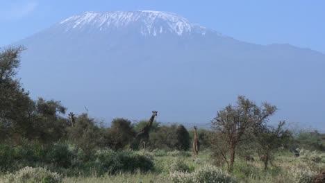 Giraffes-stand-in-front-of-snowclad-Mt-Kilimanjaro-in-Tanzania-East-Africa