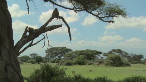 Afrikanische-Paviane-Sitzen-Als-Familiengruppe-In-Einem-Baum-Vor-Der-Herrlichen-Kulisse-Des-Amboseli-Nationalparks-Tansania