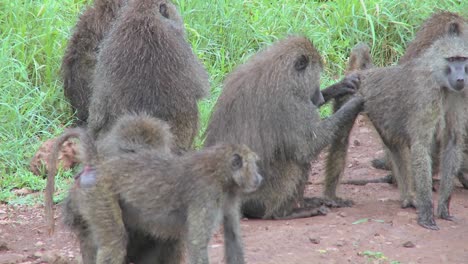 Pan-across-large-family-of-baboons-sitting-on-ground-picking-fleas-and-ticks-off-each-other-in-grooming-ritual