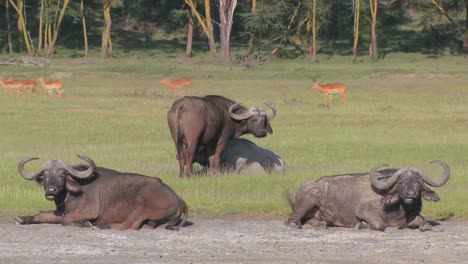 Kapbüffel-Entspannt-Auf-Den-Ebenen-Afrikas