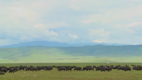 Grandes-Manadas-De-Búfalos-Del-Cabo-Pastan-En-El-Cráter-Del-Ngorongoro-En-Tanzania,-África