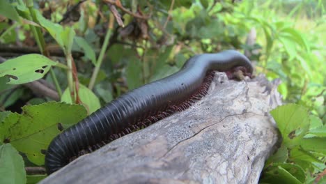An-African-millipede-or-centipede-crawls-across-a-jungle-branch-2