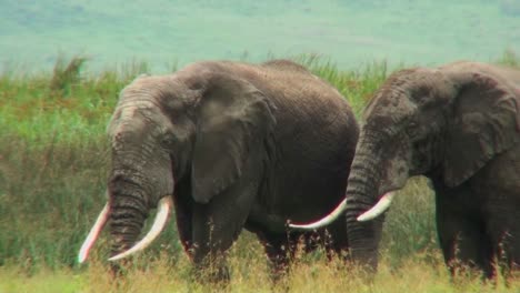 Afrikanische-Elefanten-Grasen-In-Der-Savanne